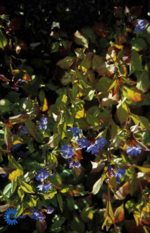 Ceratostigma plumbaginoides, Blyrod, Højde: 20 cm Farve: ensianblå bloster Blomstringsmåned: august - september Lys: sol - let skygge God til bunddække 6/m2, fine røde høstfarver