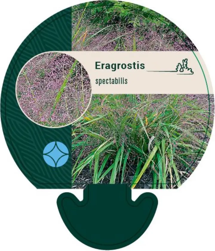 Love Grass - Potte 0,8 Liter