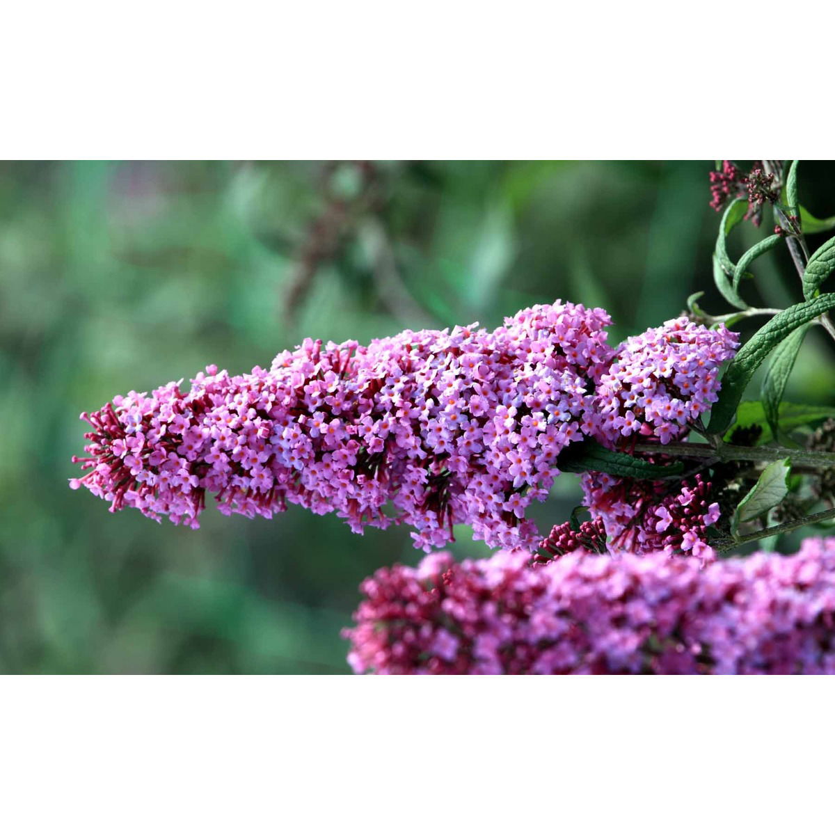 Sommerfuglebusk &apos;Pink Delight&apos;