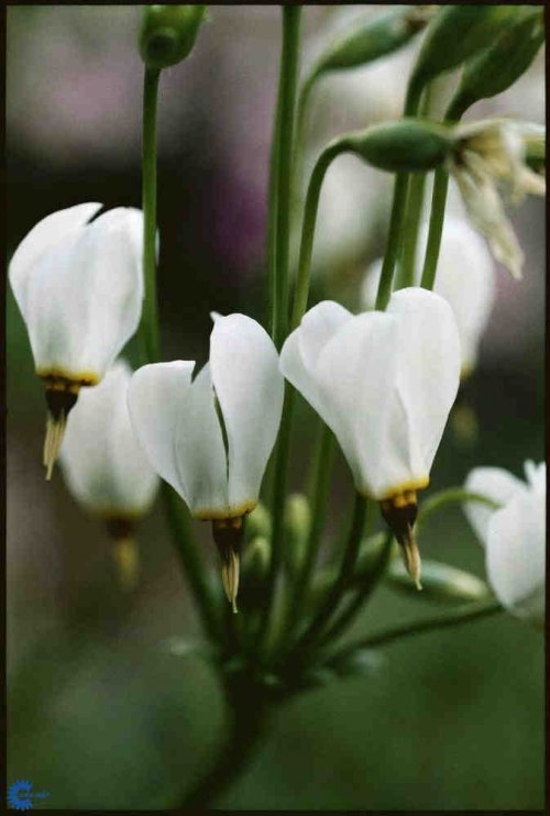 Dodecatheon media Album, Gudeblomst Album, Lav staude, 20-40 cm Mange hvide blomster samlet i nikkende stande, i maj-juni Lyst eller let skygge