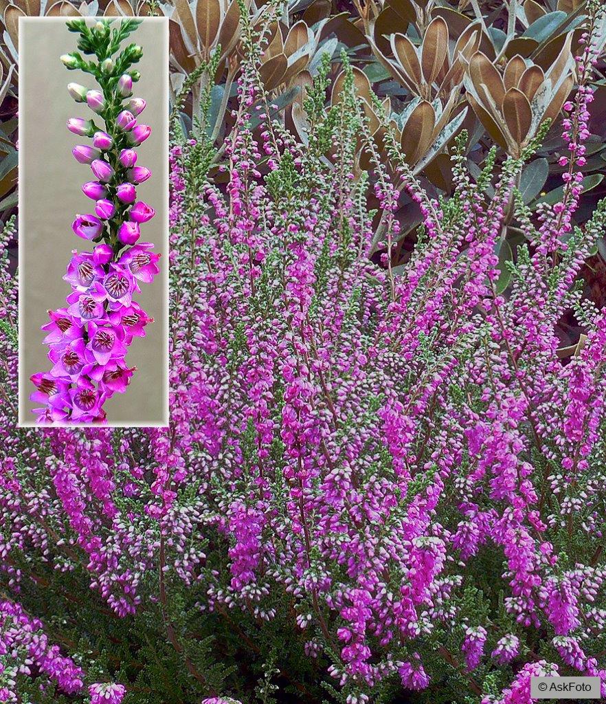 Efterårslyng &apos;Carmen&apos;