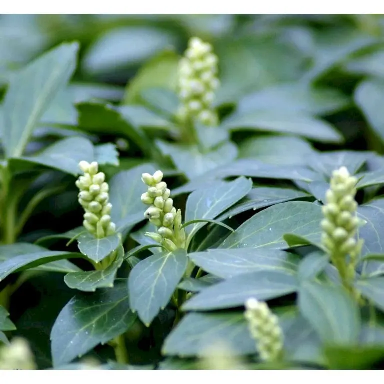 Vinterglans &apos;Green Carpet&apos;