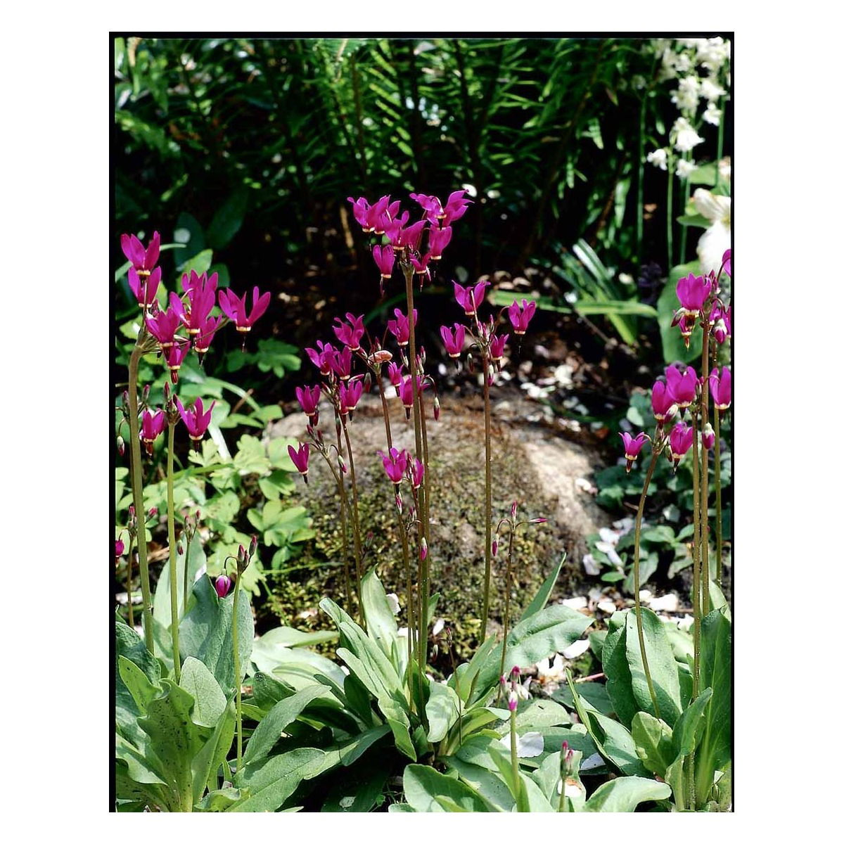 Gudeblomst &apos;Red Wings&apos;