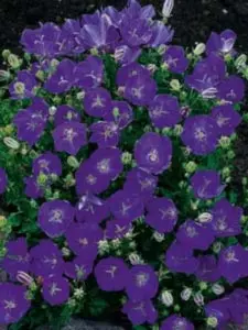 Karparterklokke 'Perla Blue' - 10 cm. Potte