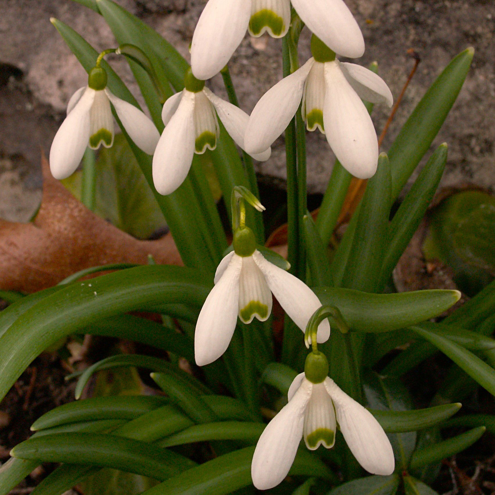 Vintergækker Elwesii