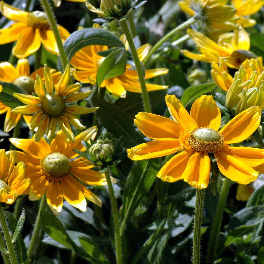 Håret Solhat Prairie Sun