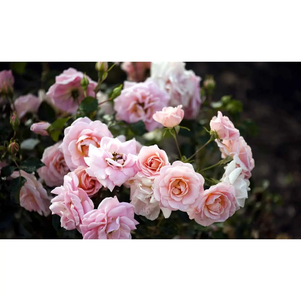 &apos;Dronning Margrethe&apos;™