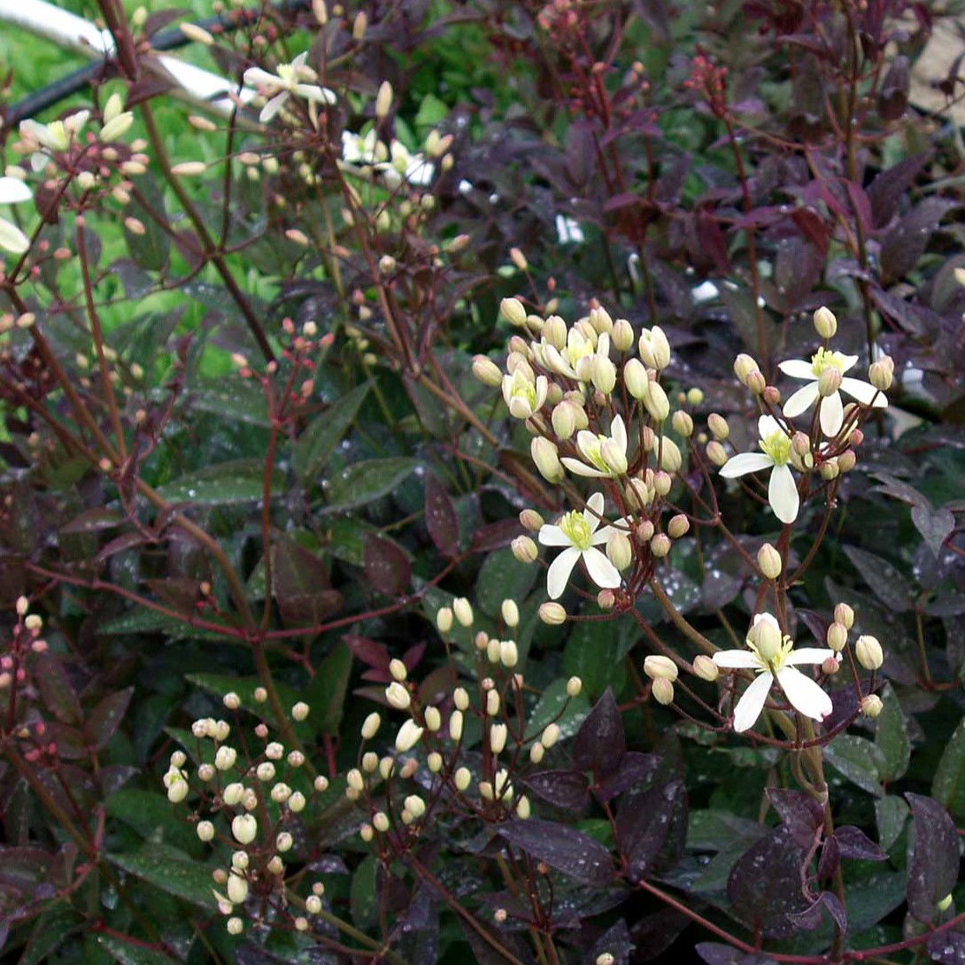 Staudeklematis 'Purpurea' - Opbundet, Potte 2,0 liter