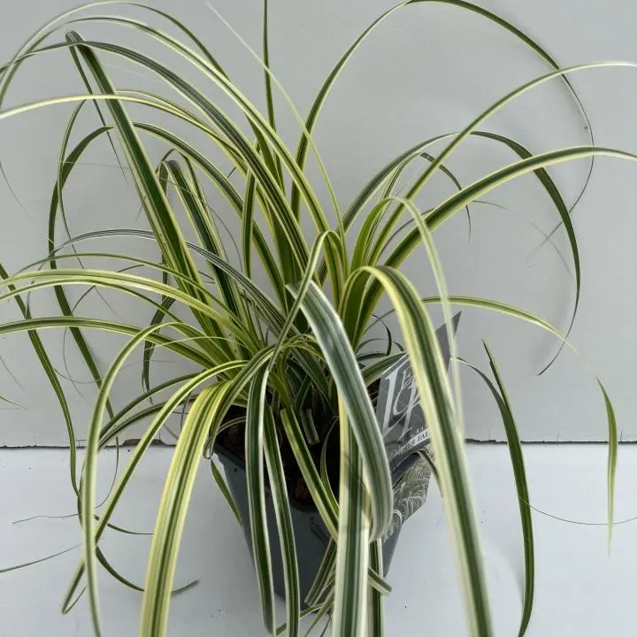 Star 'Feather Falls' - Potte 2,0 liter