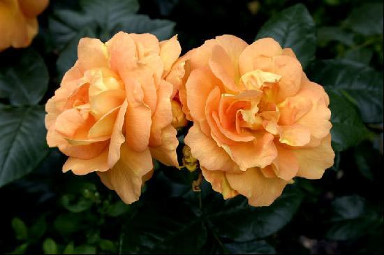 Rosa x &apos;Gold Juwel&apos;, Buketrose &apos;Gold Juwel&apos;,