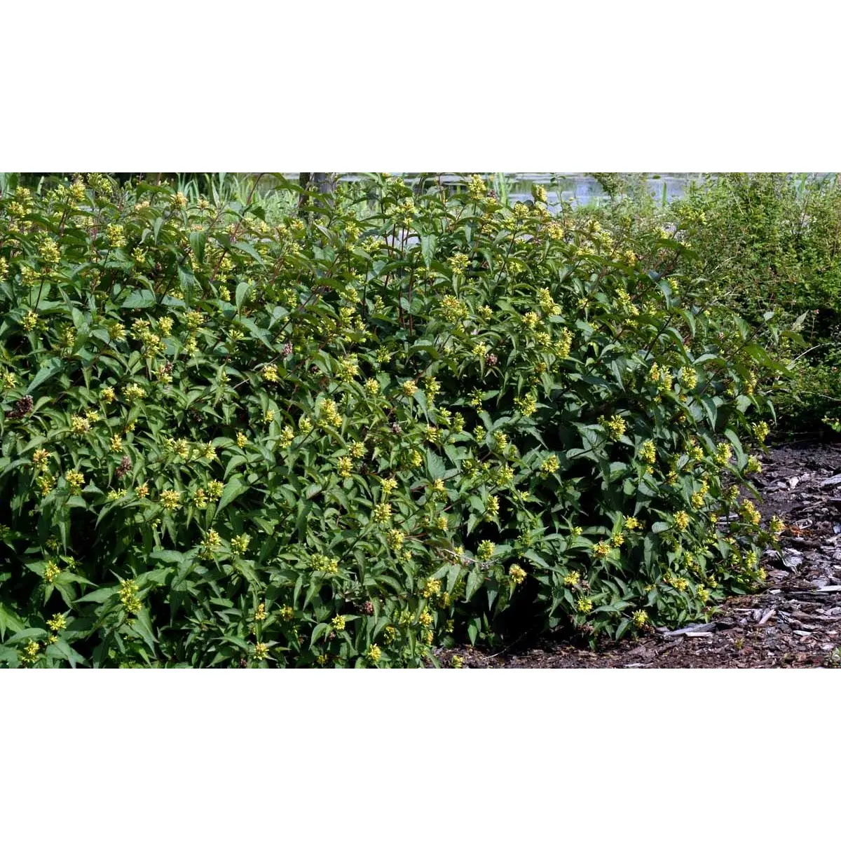 Diervilla Sessilifolia &apos;Dise&apos;