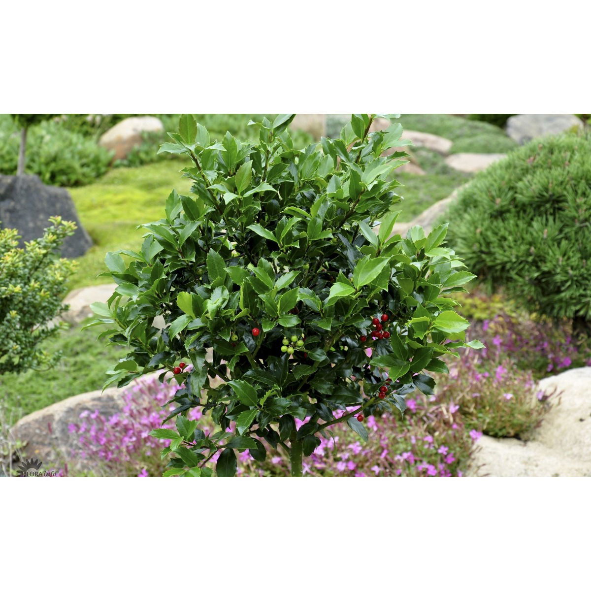 Kristtorn 'Blue Prince'