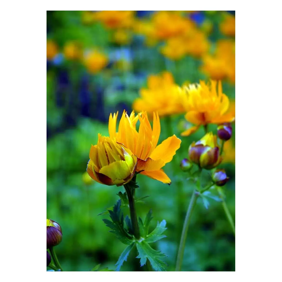 Kinesisk Engblomme 'Golden Queen' - Potte 1 liter