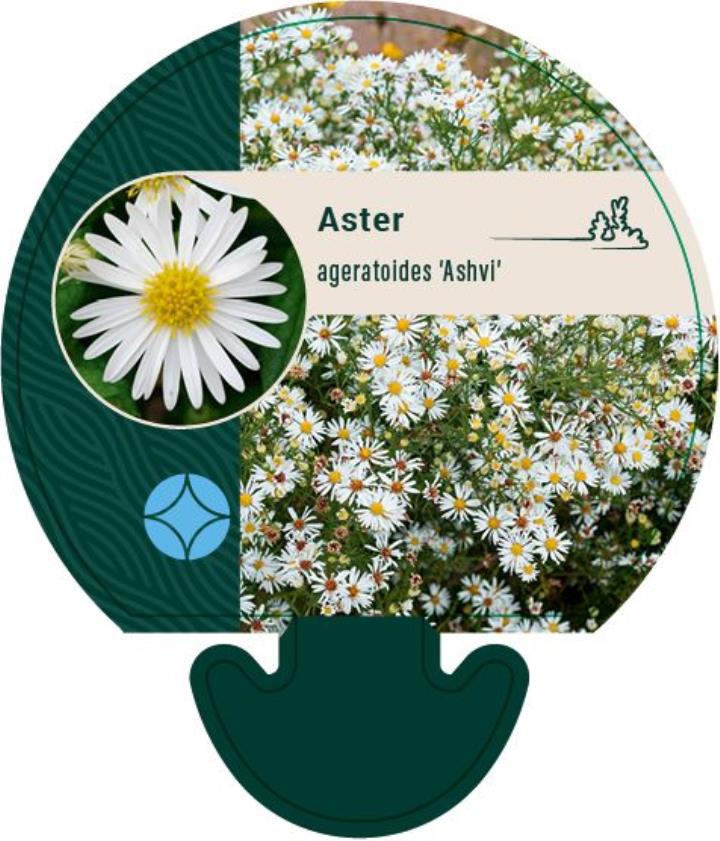 Japansk Aster - Potte 0,8 Liter