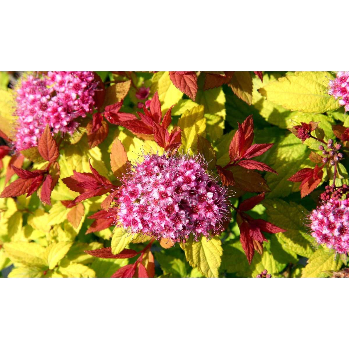 Spiræa &apos;Magic Carpet&apos;
