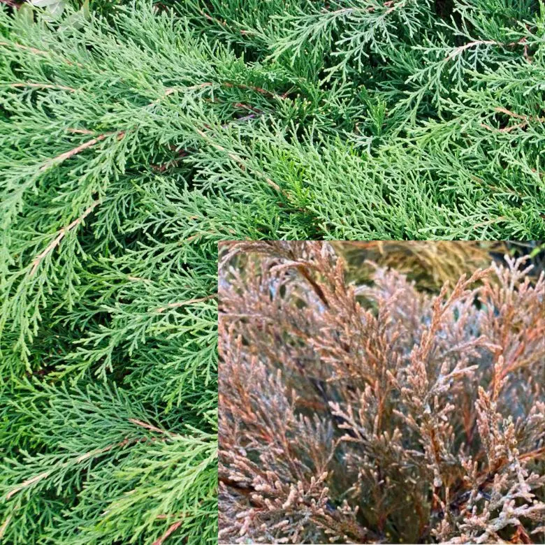 Østsibirisk Enebær