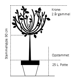 Kæmpethuja 'Kagers Beauty'
