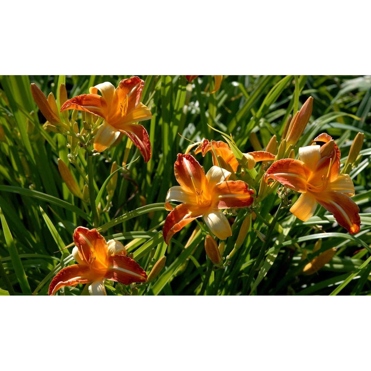 Daglilje 'Frans Hals'