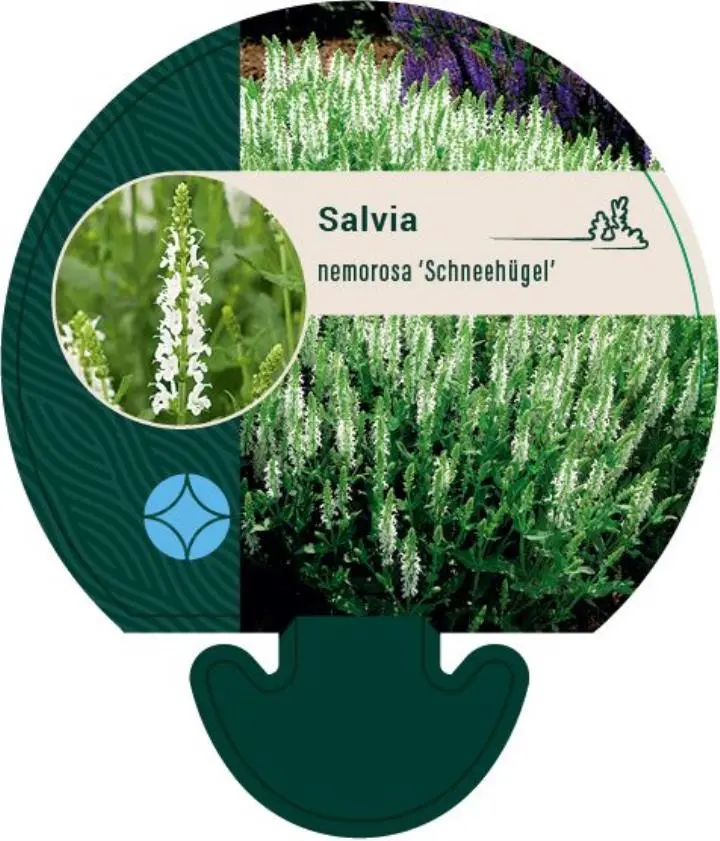 Staude-Salvie 'Schneehügel' - Potte 0,8 Liter