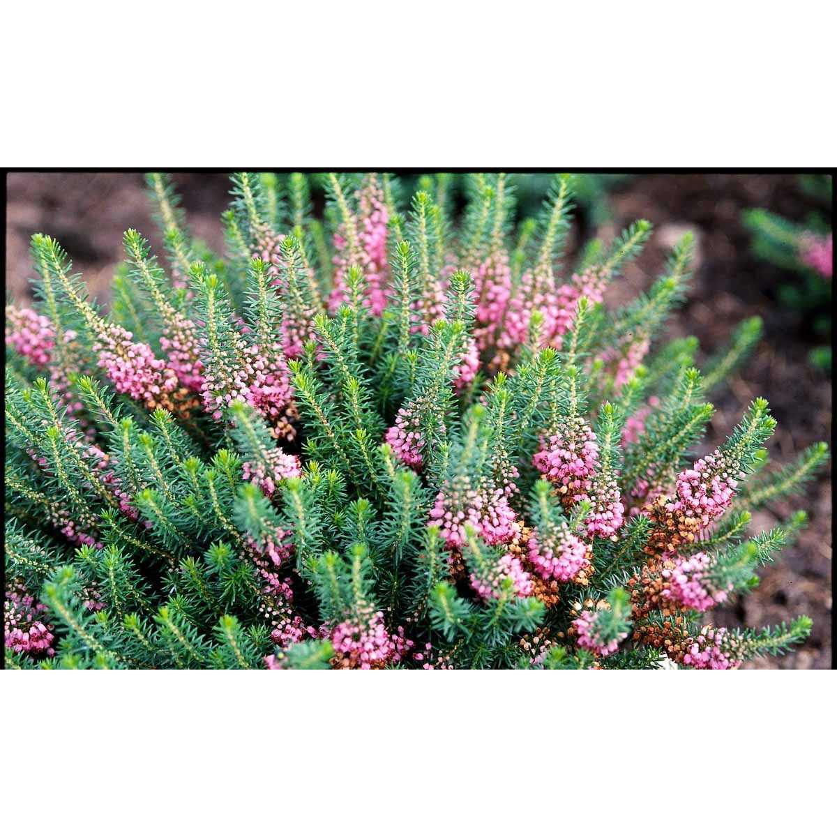 Høstlyng &apos;Mrs.D.F.Maxwell&apos;