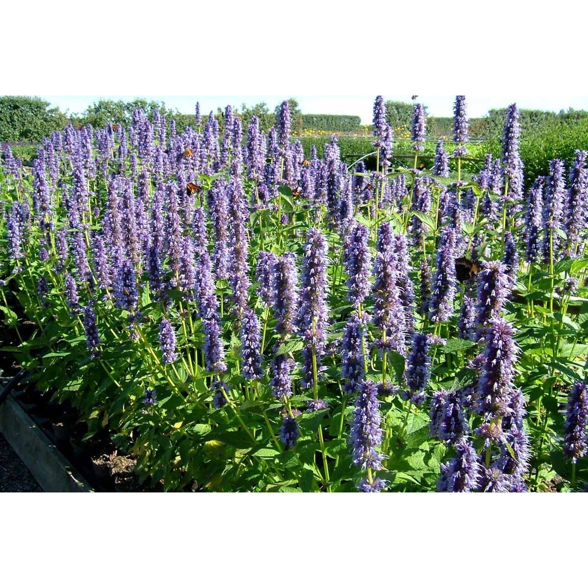 Anis Isop 'Blue Fortune' - Potte 1 liter