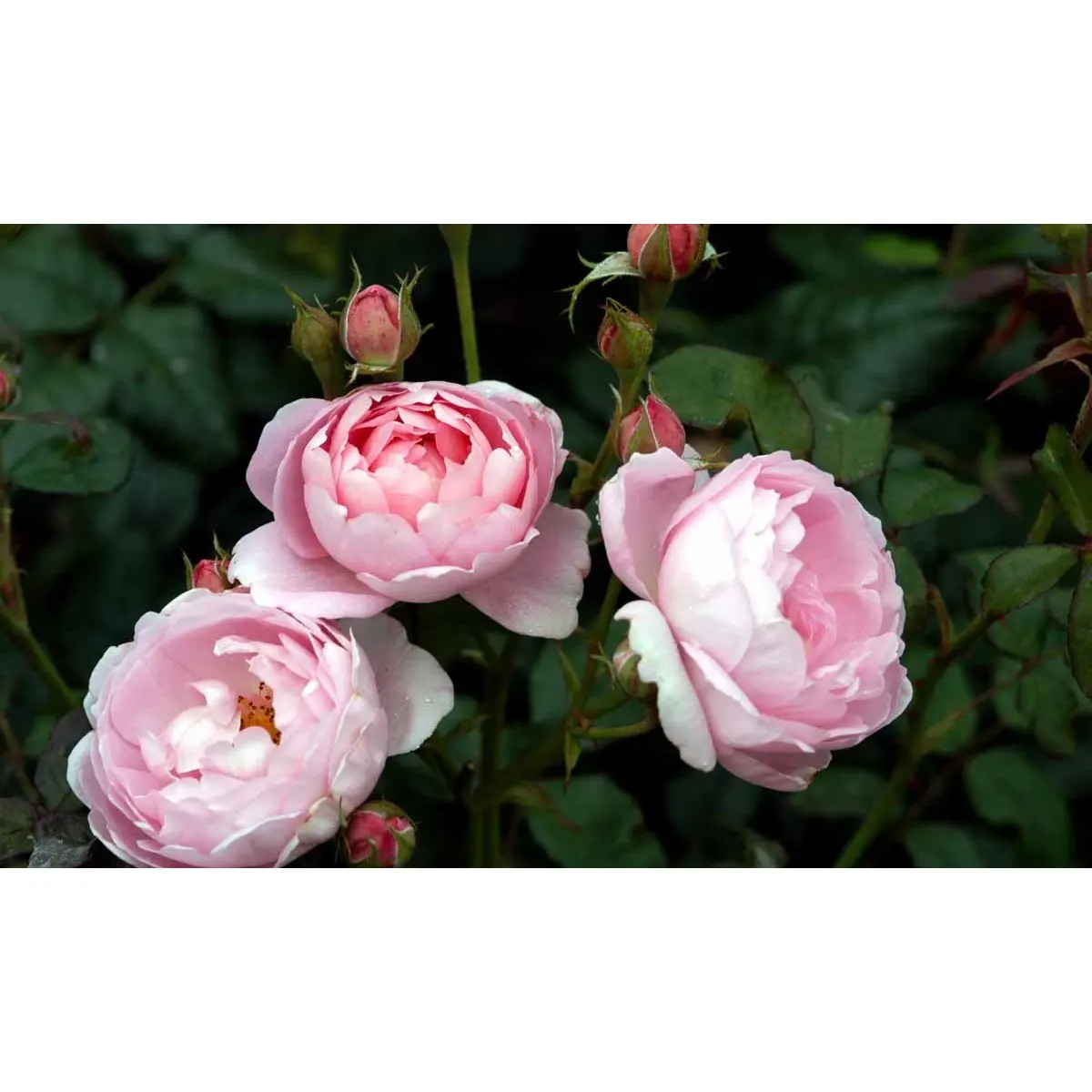 &apos;Scepter&apos;d Isle&apos;™