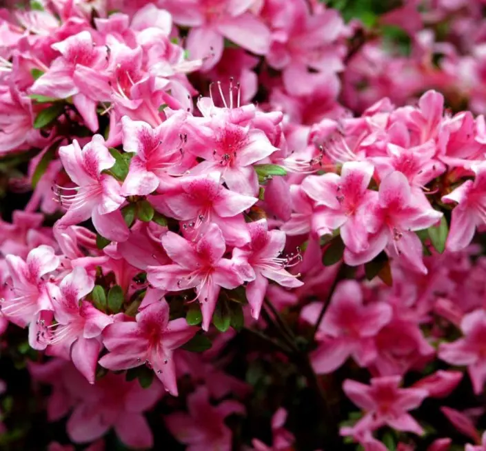 &apos;Sylvester&apos;