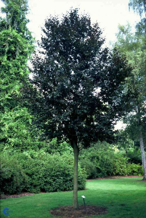 Fagus sylvatica purpurea, Rødbøg, Blad / Nåle: Ovale Blad / Nåle farve: Purpurrøde Bredde: 5 - 10 meter Efterårsløv: Bronzefarvet Frugt str.: 1 cm Frugter: Brune Gødning: Mellem Højde: 15 - 20 meter Hårdførhed: Fuldt Modningstidspunkt: September - Oktober