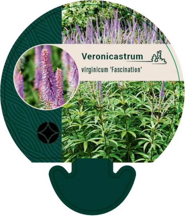 Virginsk Ærenpris 'Fascination' - Potte 0,8 Liter