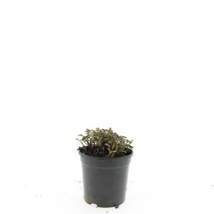 Potentilla 'Nuuk' - Potte 1,5 liter