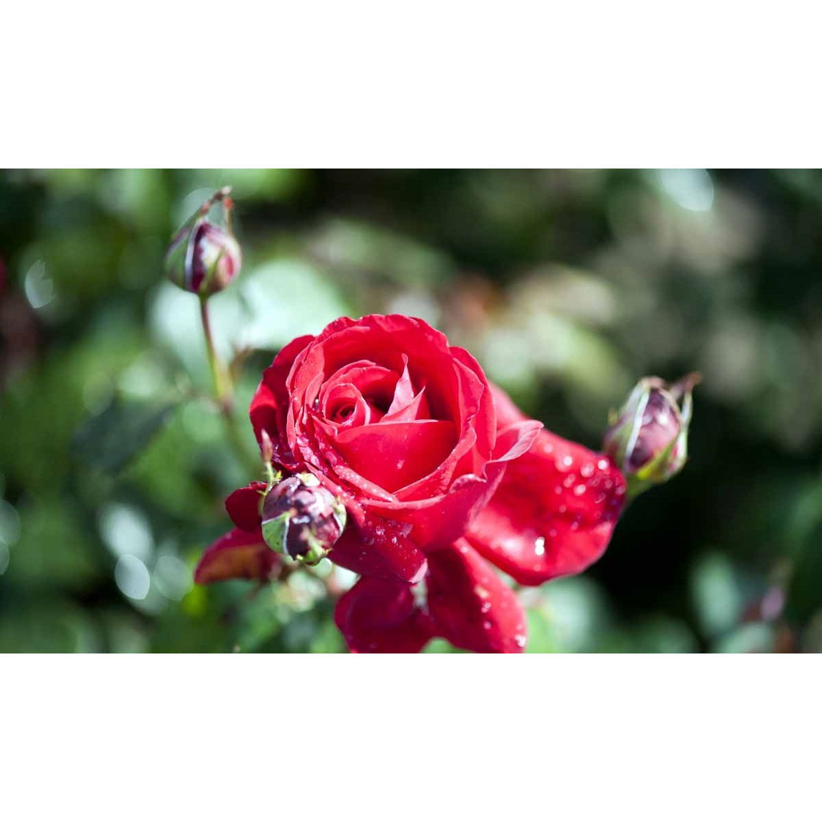 &apos;Isabella Rossellini&apos;™