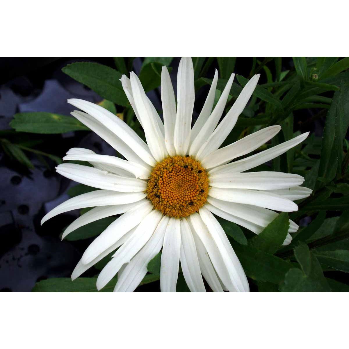 Kæmpemarguerit &apos;Alaska&apos;