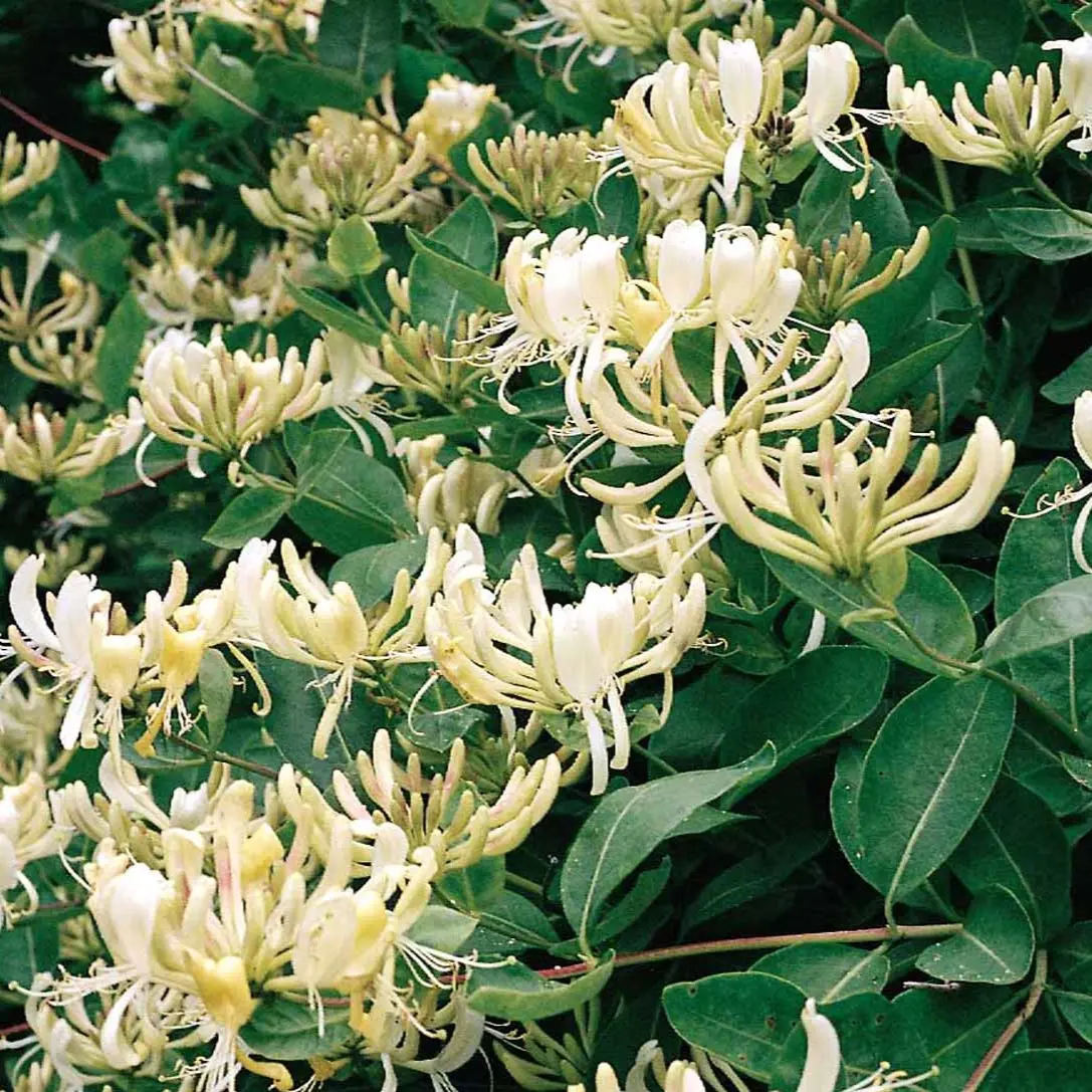 Gedeblad Graham Thomas