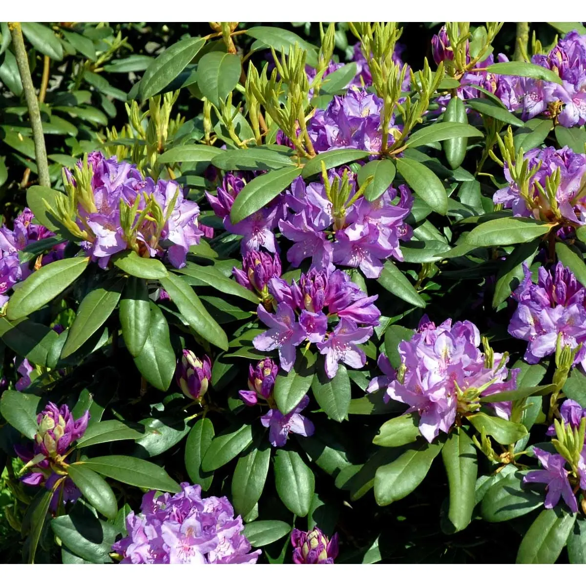 Rododendron cat. &apos;Boursault&apos;