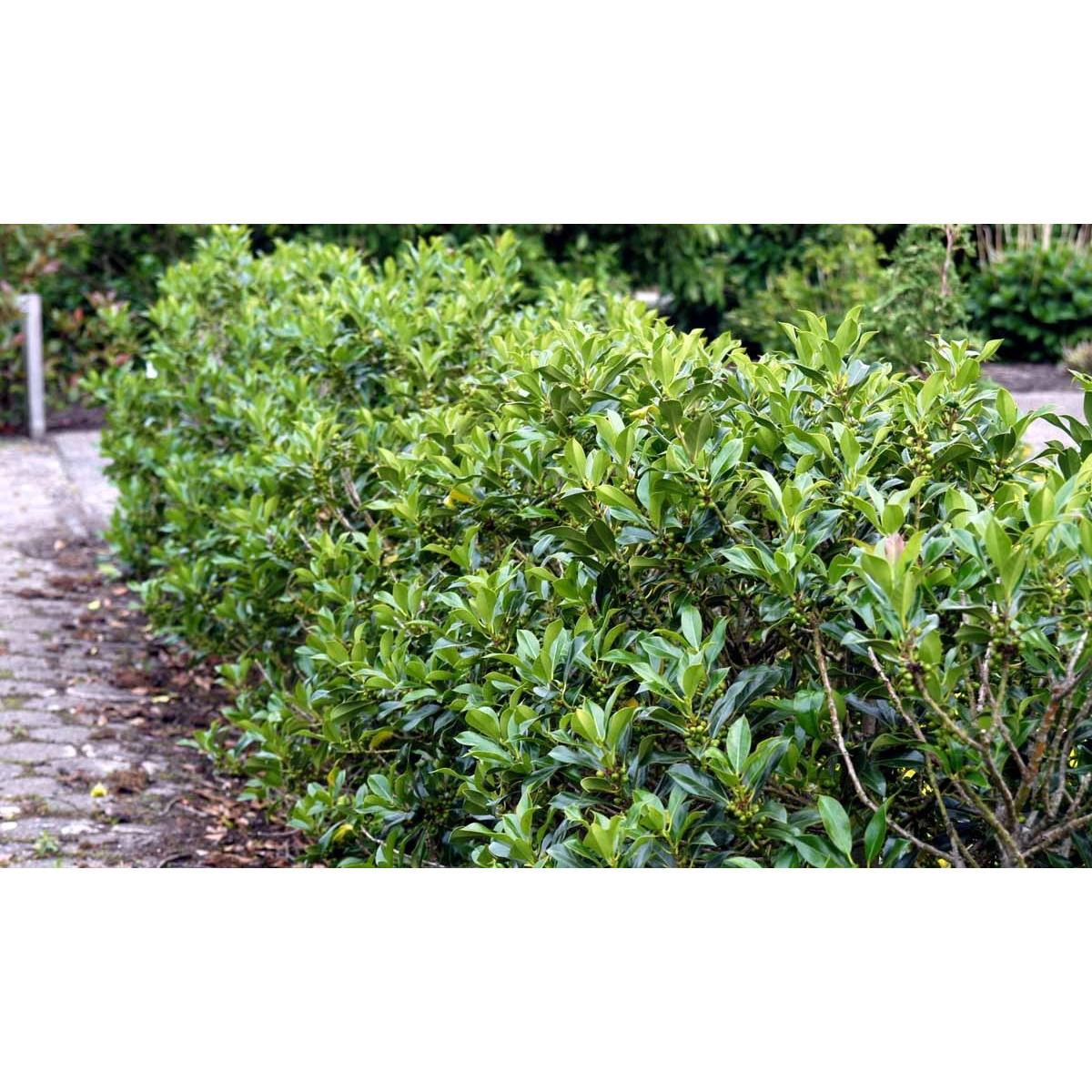 Kristtorn &apos;Pyramidalis&apos;