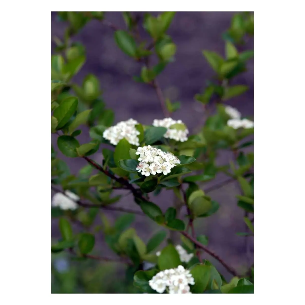 Blommebladet Surbær &apos;Viking&apos;