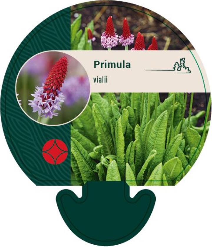 Hyacintprimula - Potte 0,8 Liter