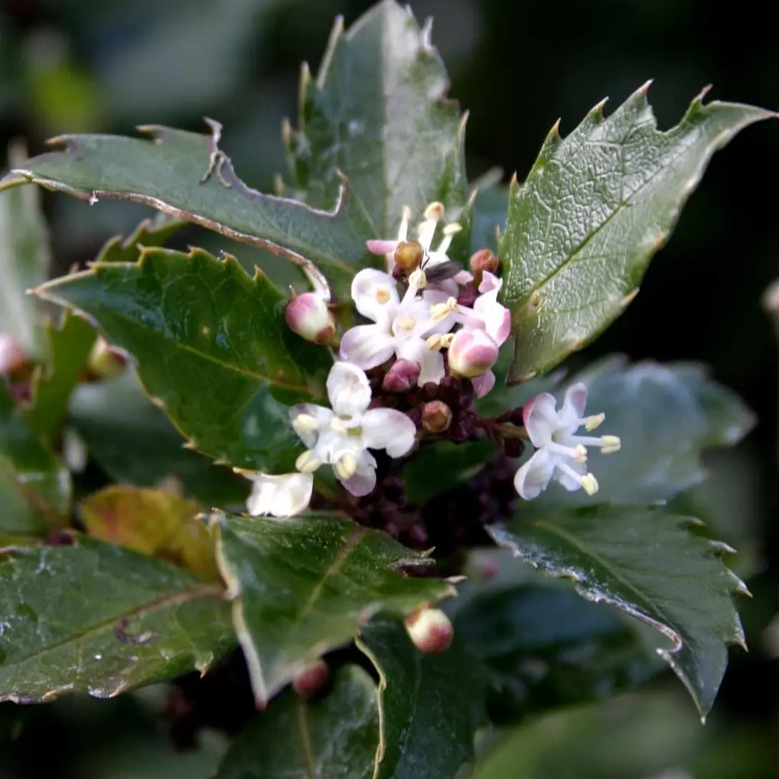 Kristtorn 'Blue Prince'