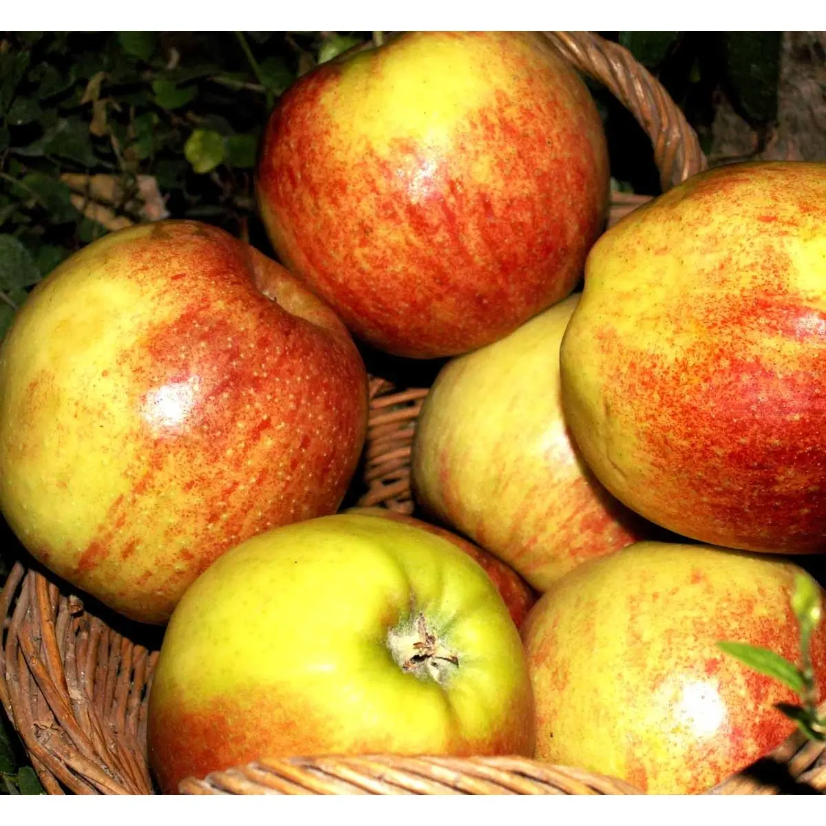 Æble &#39;Jonagold&#39; - Havefrugttræ Potte 7,5 liter 150-175 cm