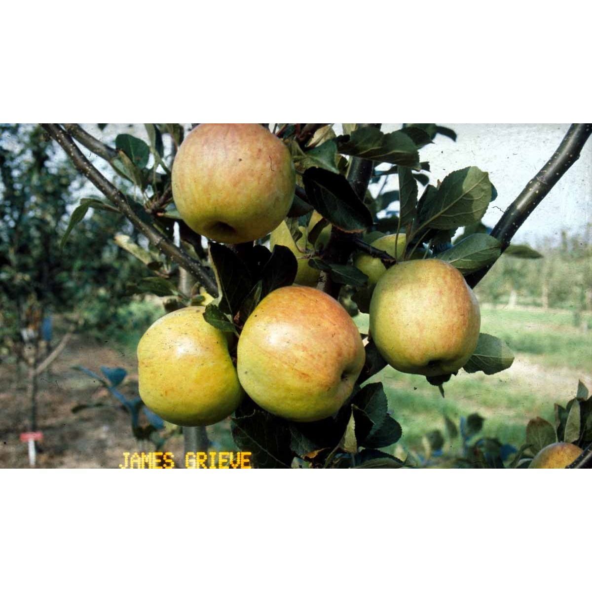 Æble &#39;James Grieve&#39; - Havefrugttræ Potte 7,5 liter 150-175 cm