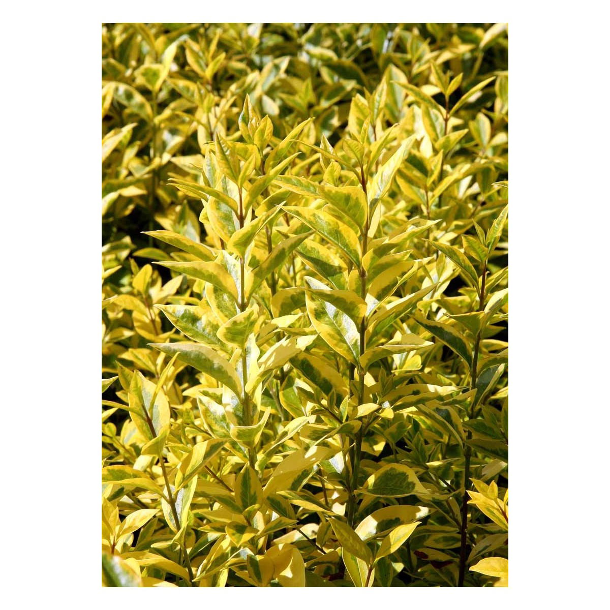 Stedsegrøn Liguster &apos;Aureum&apos;