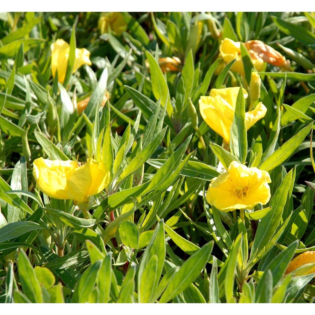 Krybende Natlys - 10 cm. Potte